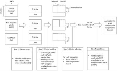 A Between Ethnicities Comparison of Chronic Obstructive Pulmonary Disease Genetic Risk